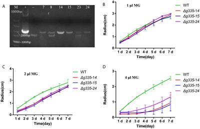 Methylglyoxal Has Different Impacts on the Fungistatic Roles of Ammonia and Benzaldehyde, and Lactoylglutathione Lyase Is Necessary for the Resistance of Arthrobotrys oligospora to Soil Fungistasis